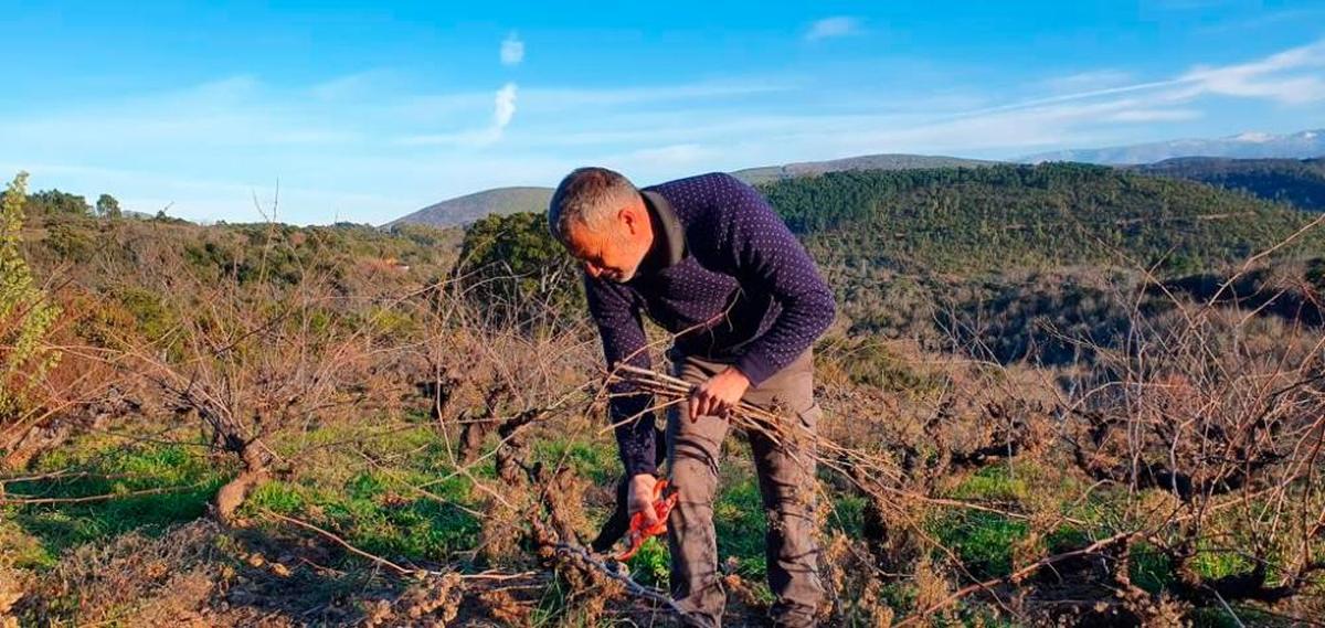 Ambrosio Jiménez corta las raíces de injertos.