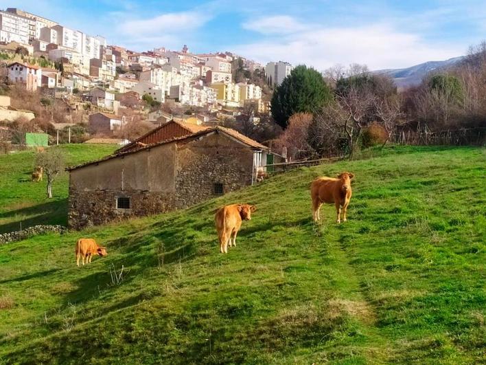 Salamanca, muy sensible a Garzón por sus palabras sobre la ganadería