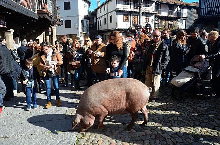 Rifa del marrano de San Antón previa a la pandemia.