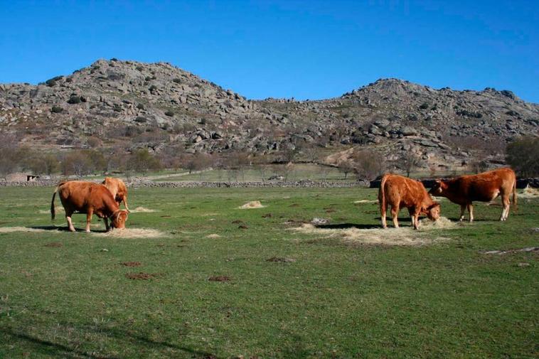 Vacas comen heno en una explotación de Valdesangil con poco pasto.