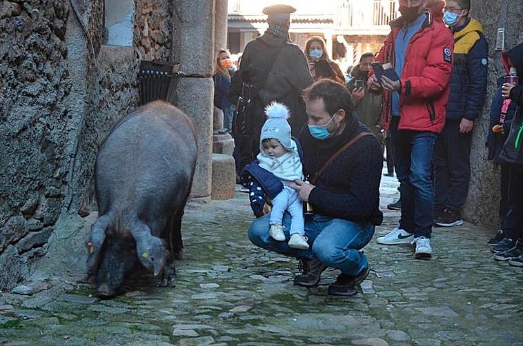 El marrano de este año, guiado hasta una callejuela de la plaza para no interrumpir el espectáculo.