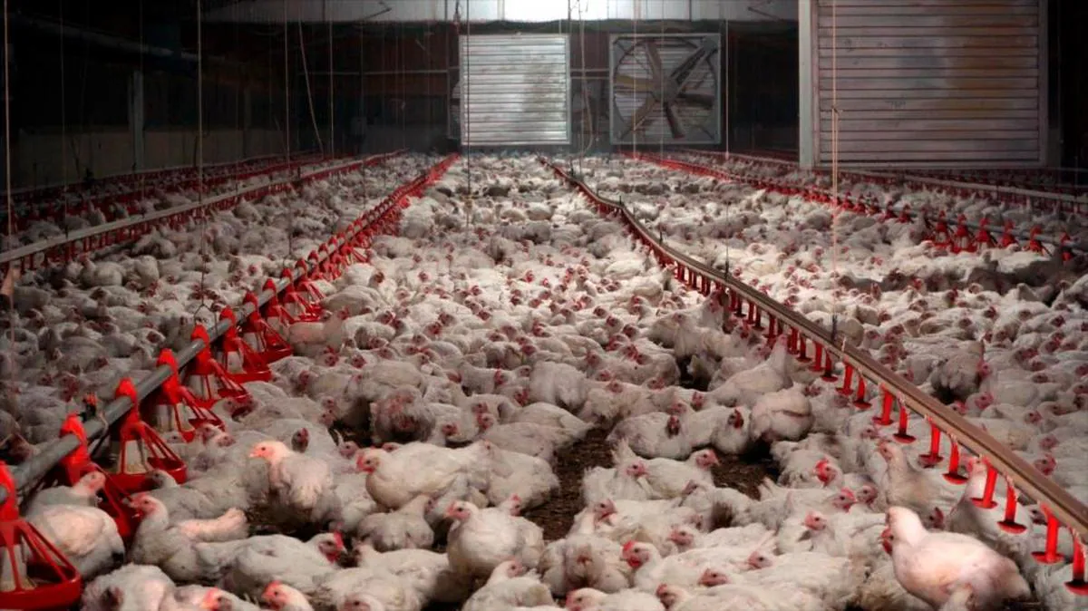 Ursula Höfle, experta en gripe aviar: “Es bastante difícil que pase de aves a humanos”