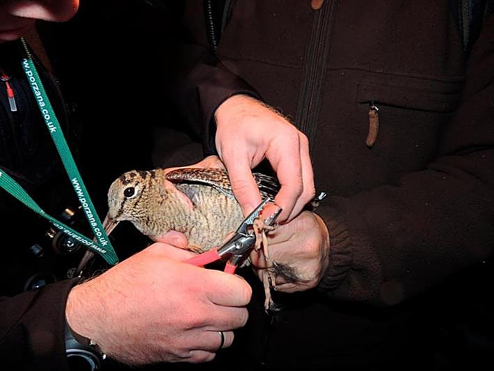Anillamiento de becada dentro del programa ‘Scolopax’