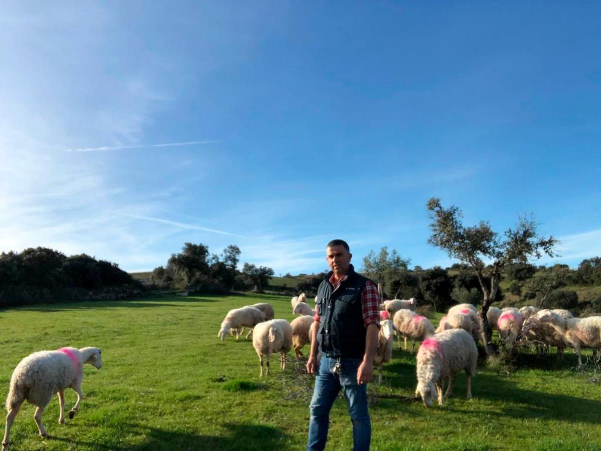 Javier Pintado, con sus ovejas en Hinojosa.