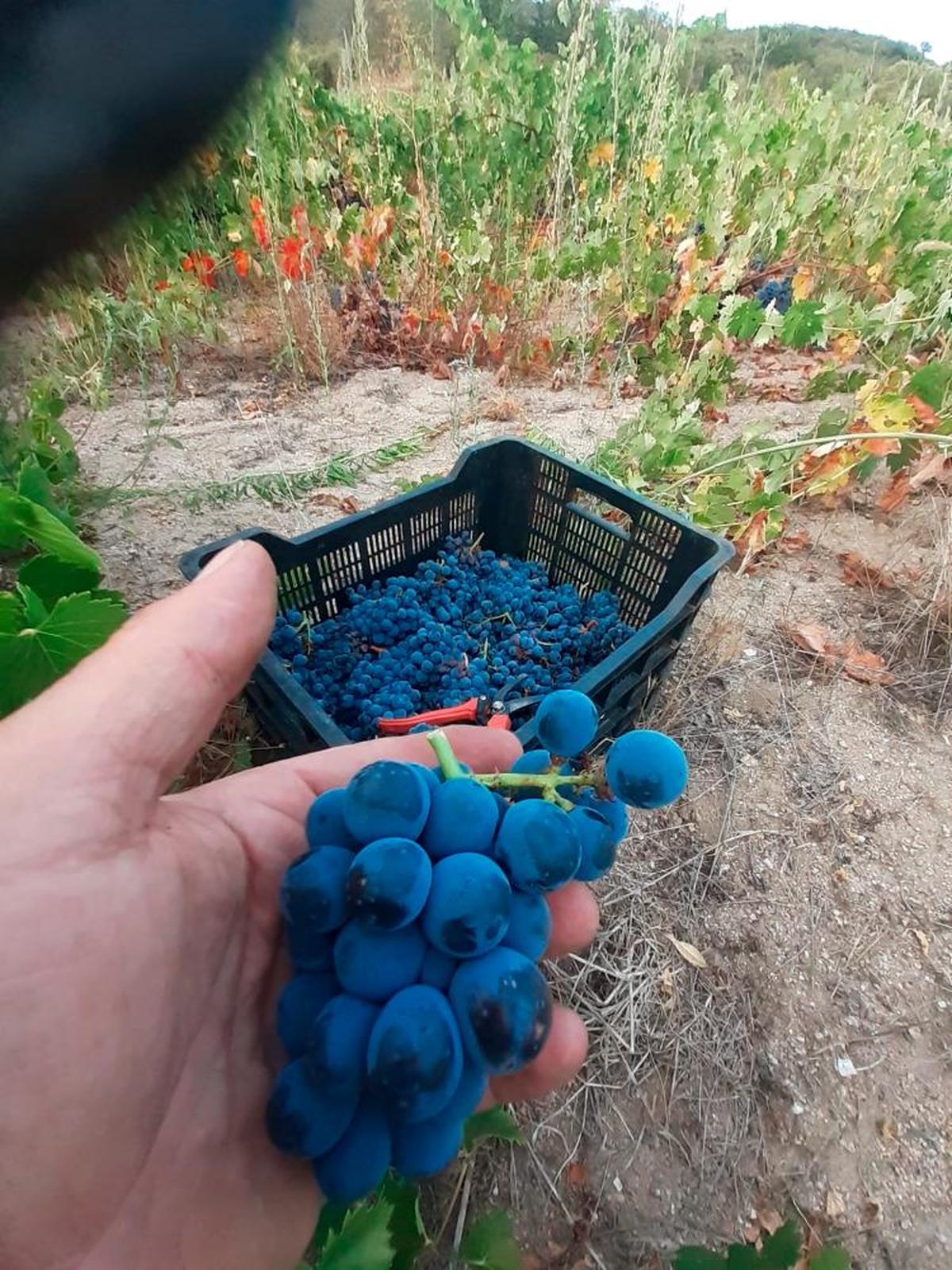 La piñonera, con racimo parecido al de la rufete y hoja como la garnacha.