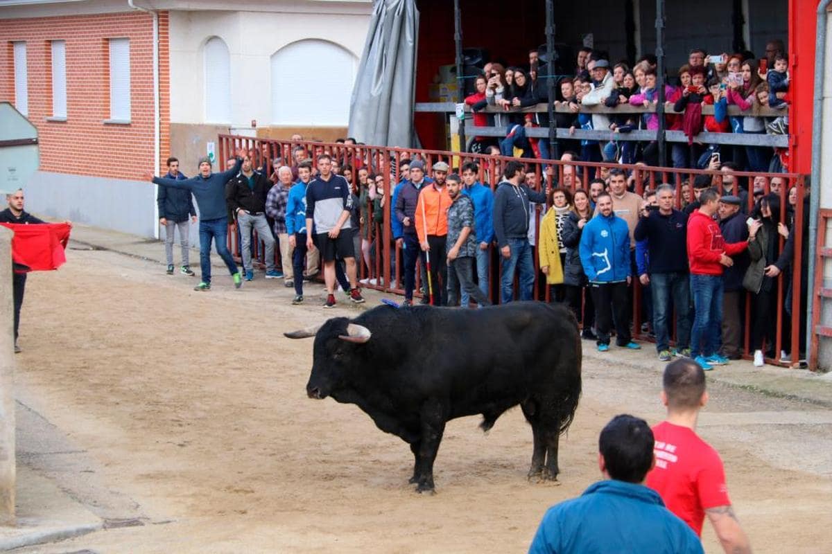 El toro de San Blas se correrá el 19 de febrero