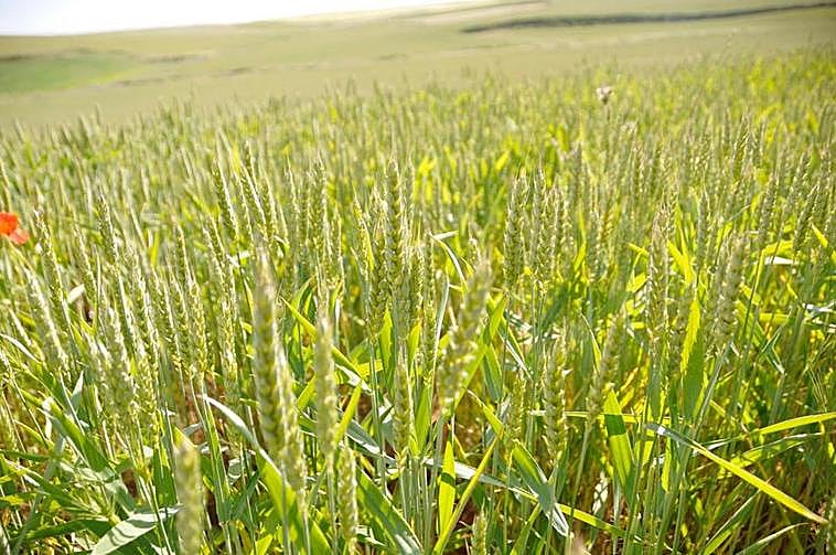 Tierra de cereales.
