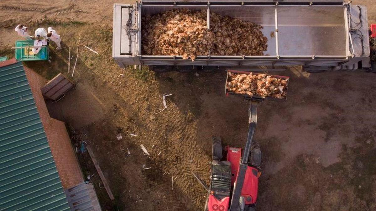 Gallinas afectadas por gripe aviar en Íscar.