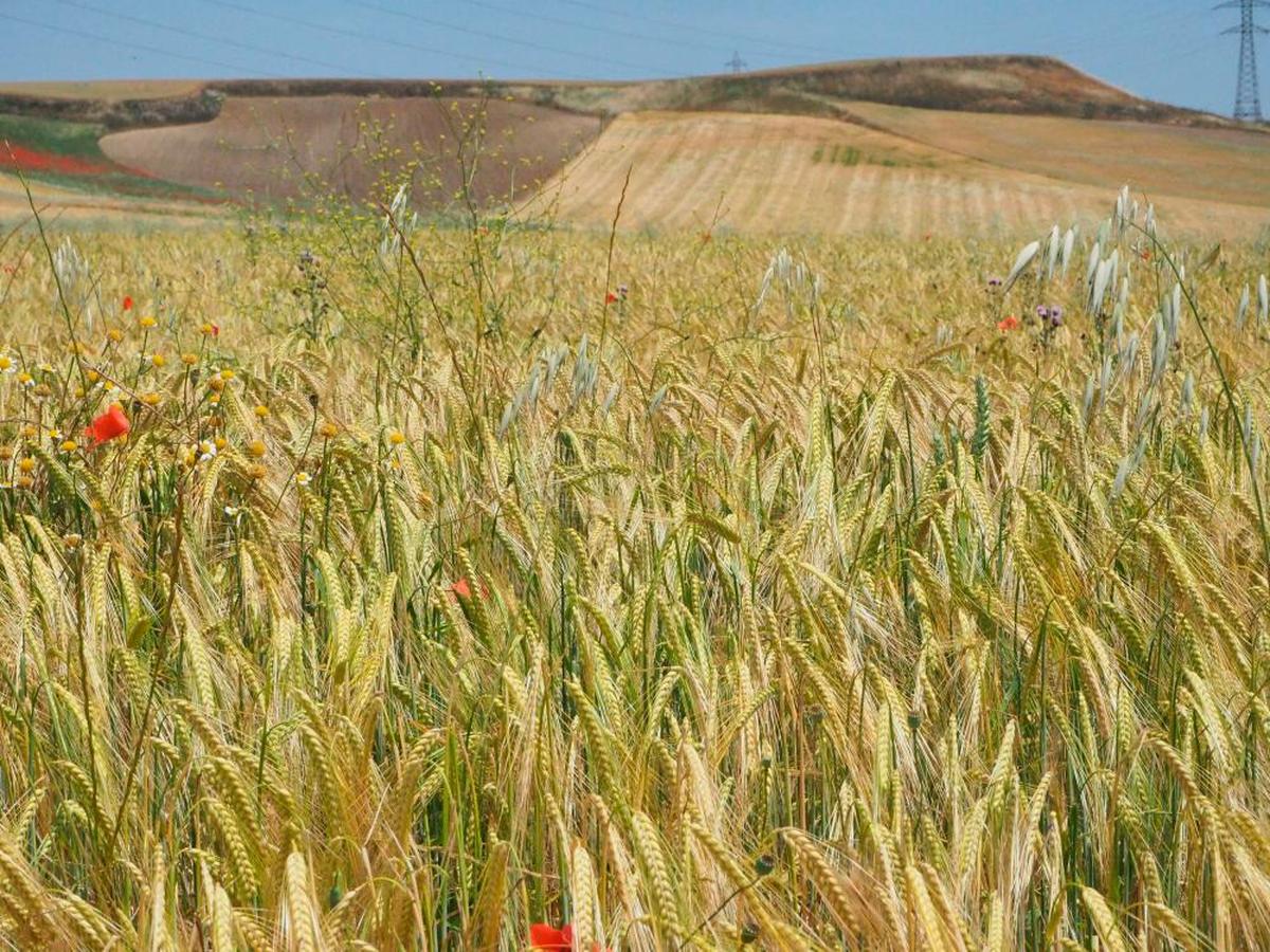 Campos de cebada y trigo cercanas a Salamanca.