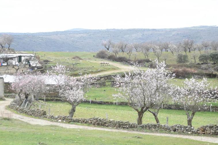 Más de 500 hectáreas del entorno lucen estos llamativos árboles, ahora en plena floración.