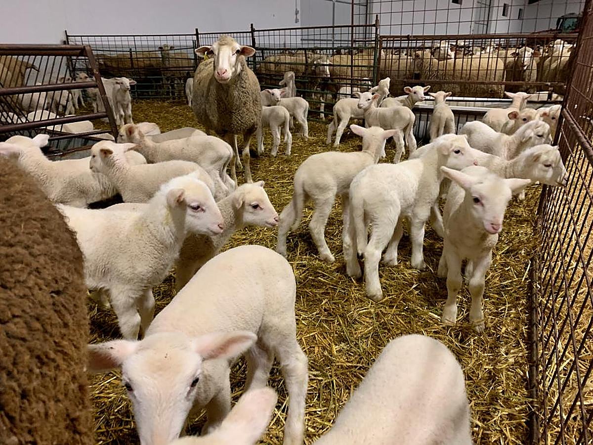 Corderos y lechazos.