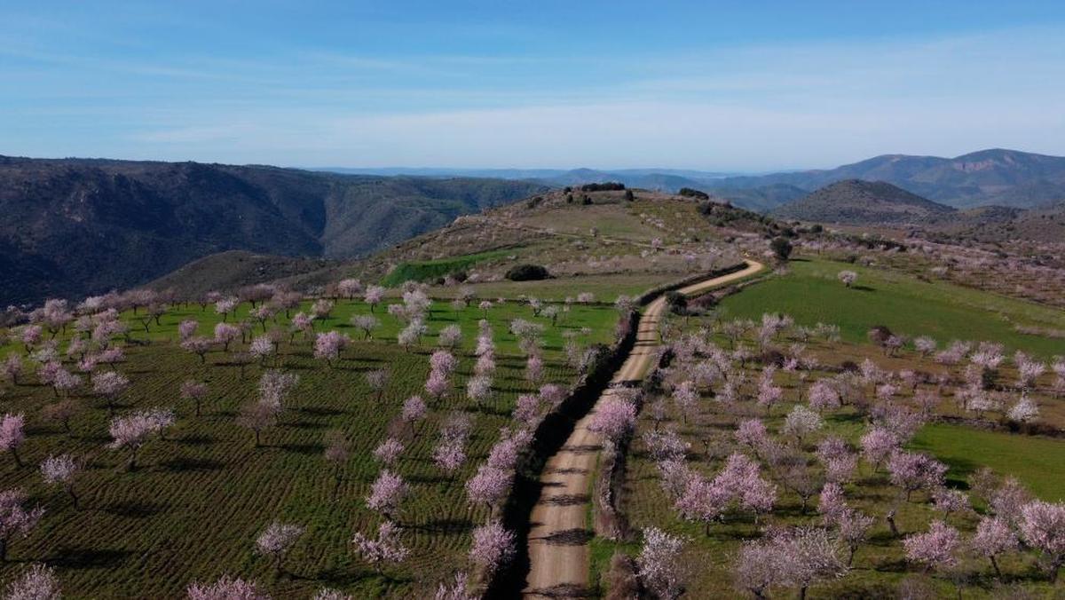 Vista aérea de los almendros en flor de La Fregeneda.