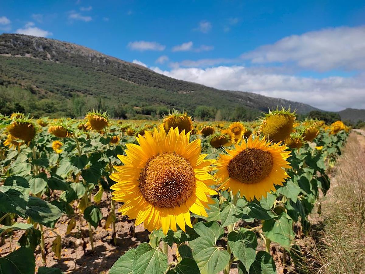 Producción de girasoles