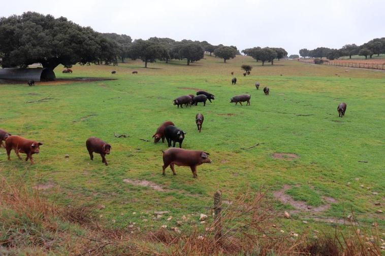 Cerdos en una explotación de Cespedosa de Tormes.