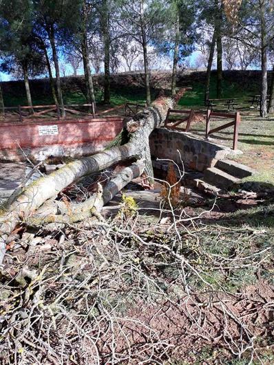 El enorme árbol apareció derribado en la Fuente del Alba