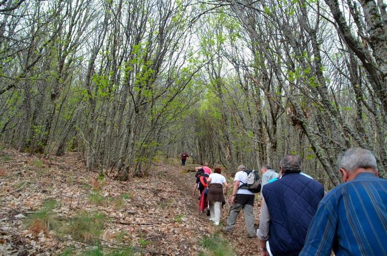 Una de las alternativas recorre el conocido como camino de los registros, entre frondosas matas de castaños.