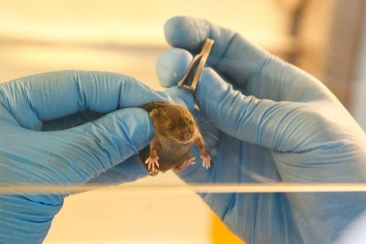 Un ratoncito es identificado con una marca auricular.