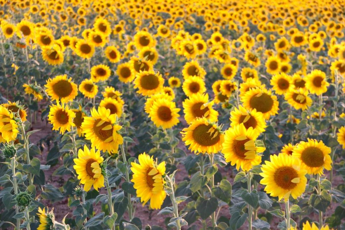 Parcela con girasoles en la provincia salmantina