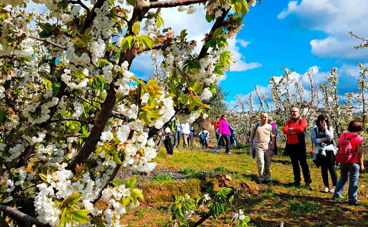 El blanco límpido de los cerezos en flor rodea campos enteros en el entorno de Sotoserrano.