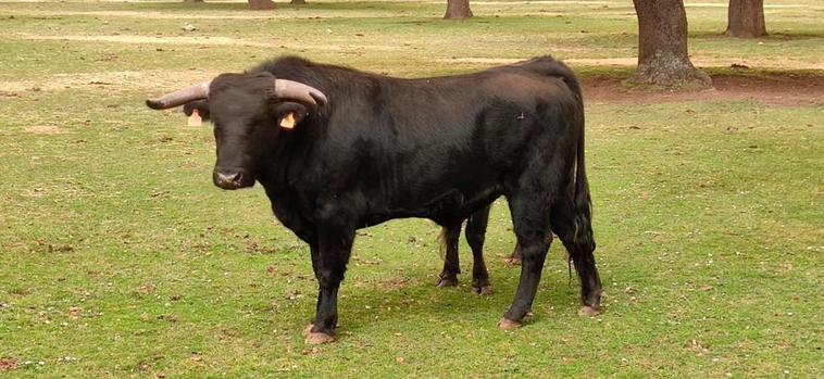 “Avellano”, ejemplar de Eduardo Martín Cilleros donado por Wily Huertos para el toro de pre Corpus.