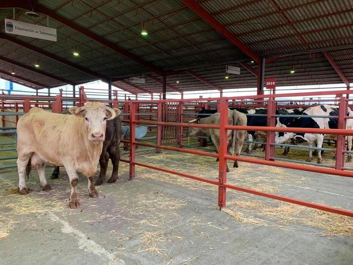 Vacas en el mercado de ganados de ayer, en el que hubo 31. En primer plano, dos de las mejores.