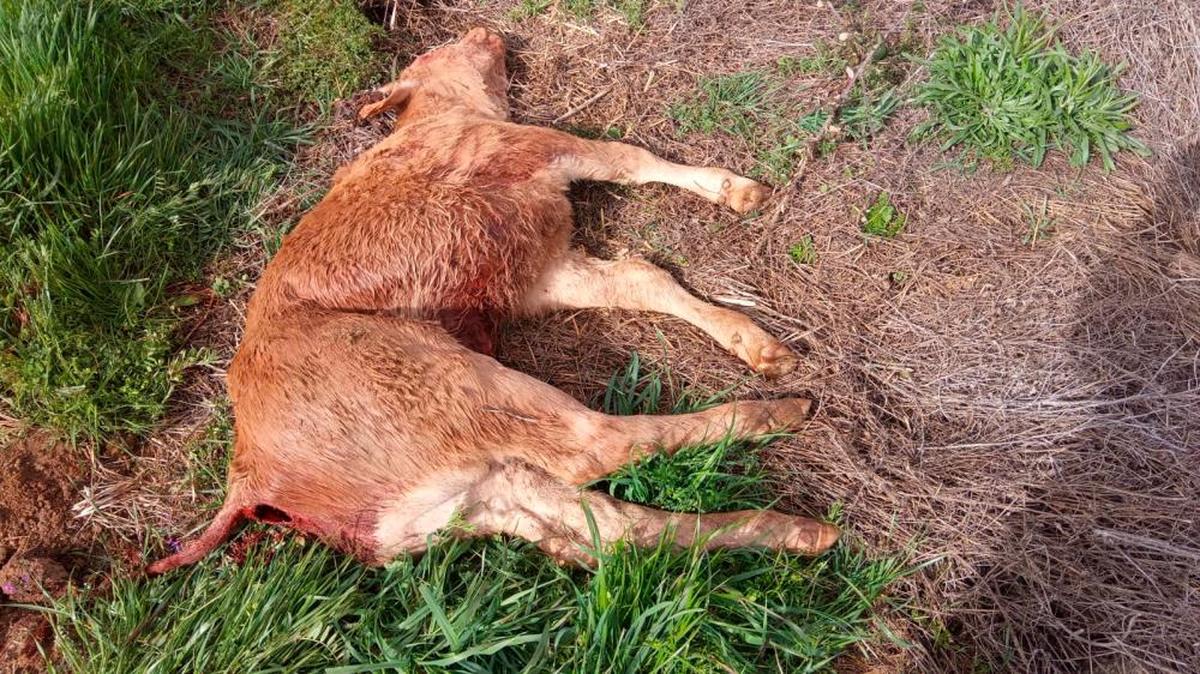 La ternera muerta en La Mata de Ledesma por el ataque de los buitres.