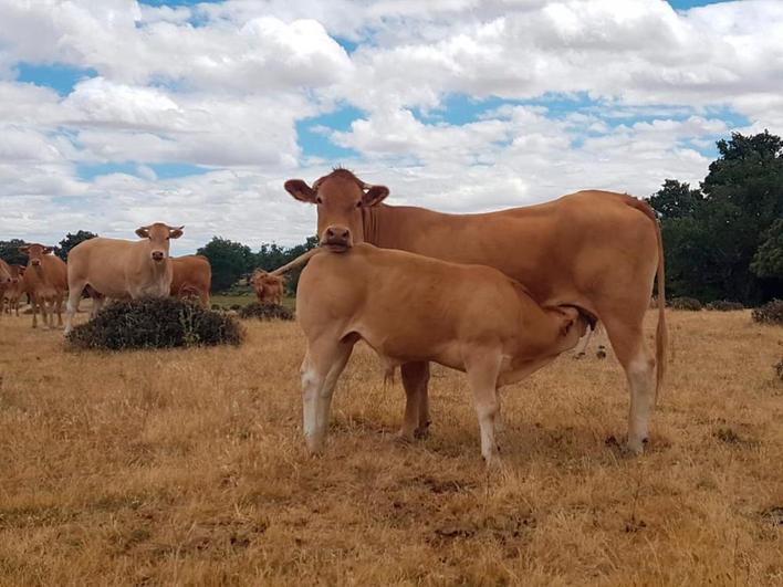 El sector de ayudas a vacas nodrizas es el que recibirá la mayor cuantía