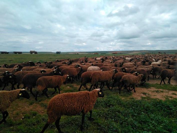 Ovejas negras castellanas, cuyo último rebaño ya ha desaparecido en Salamanca.