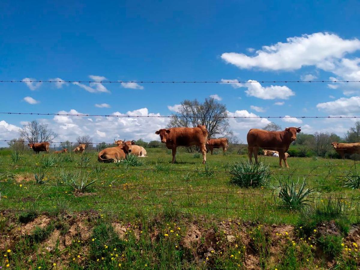 Vacas en una explotación de la provincia.