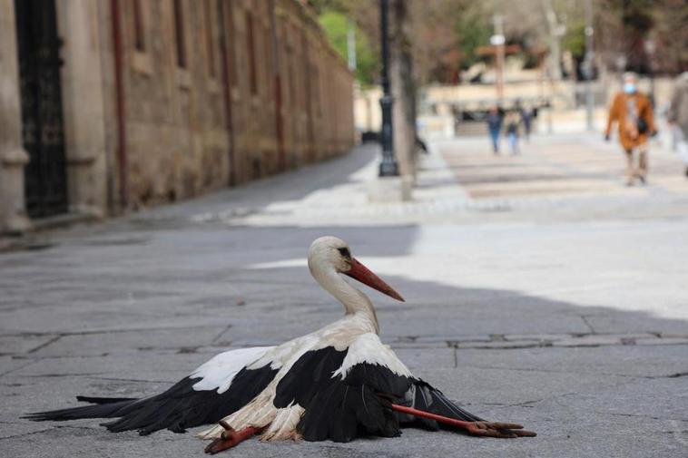 La cigüeña en el suelo de la calle Úrsulas.