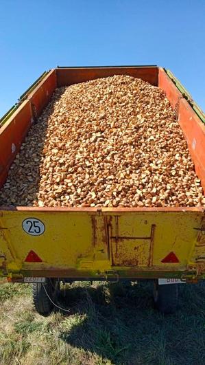 Patatas preparadas para la siembra.