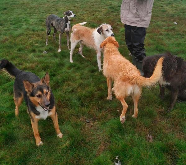 Algunos de los perros que se encuentran en la Asociación Salmantina Protectora de Animales y Plantas