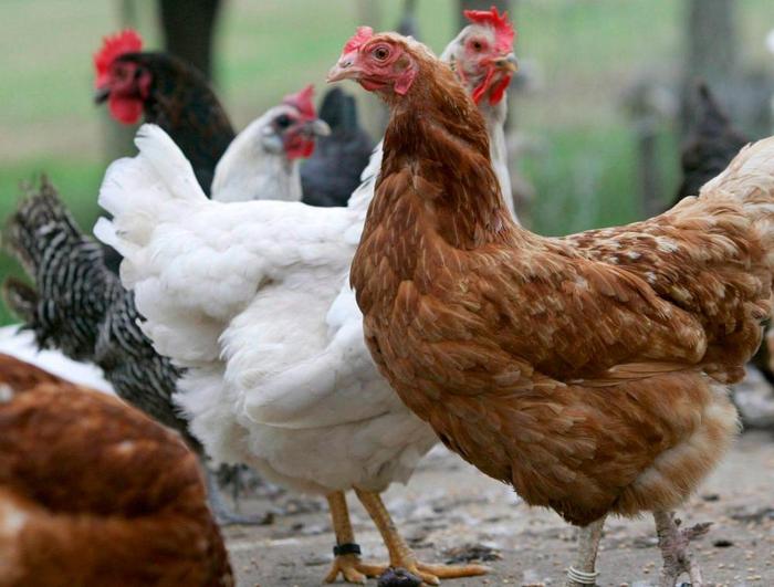 China detecta el primer caso de gripe aviar en un niño