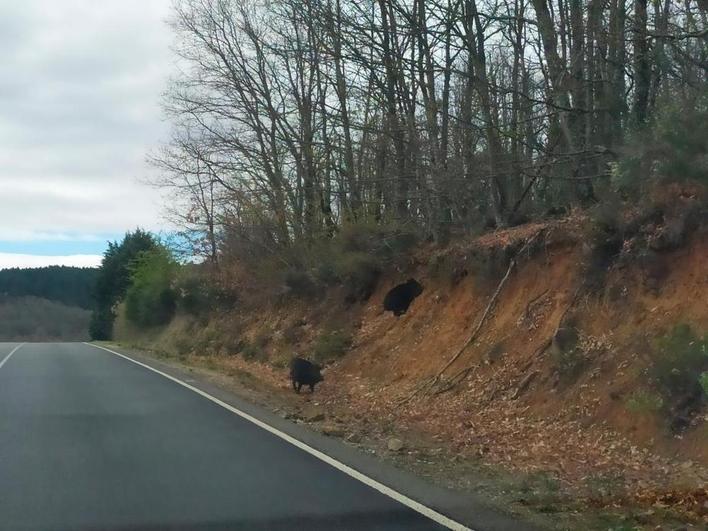 Un grupo de jabalíes cruzando la carretera entre Linares y San Miguel de Valero