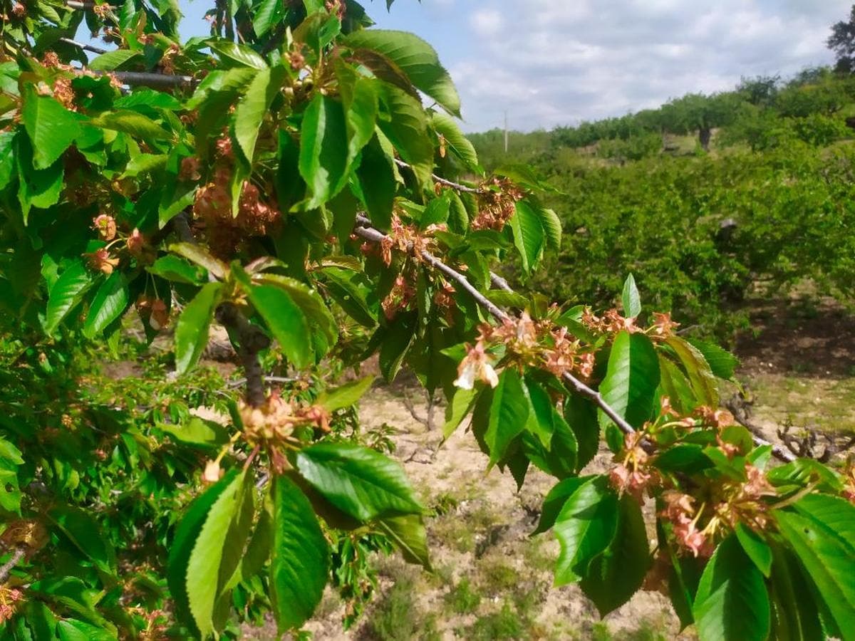 Imagen de cerezos en una finca de Santibáñez de la Sierra a media altura hacia Cristóbal