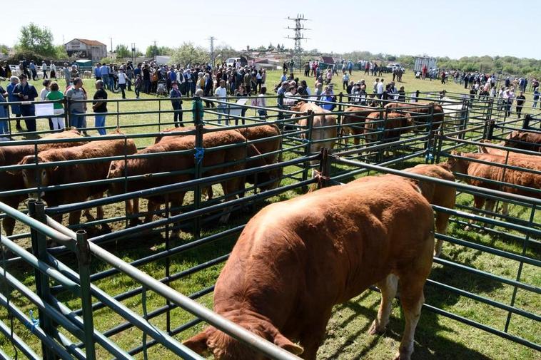 La Feria de San Felipe de Barruecopardo conserva su esencia ganadera con una concurrida muestra de ganado vacuno, ovino y equino