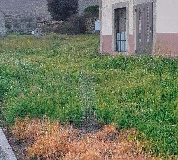 Un acto vandálico provoca la muerte de los olmos protegidos plantados en El Tejado