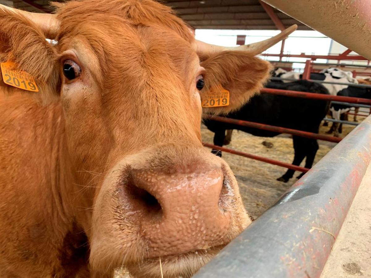 Una de las vacas del mercado del pasado lunes