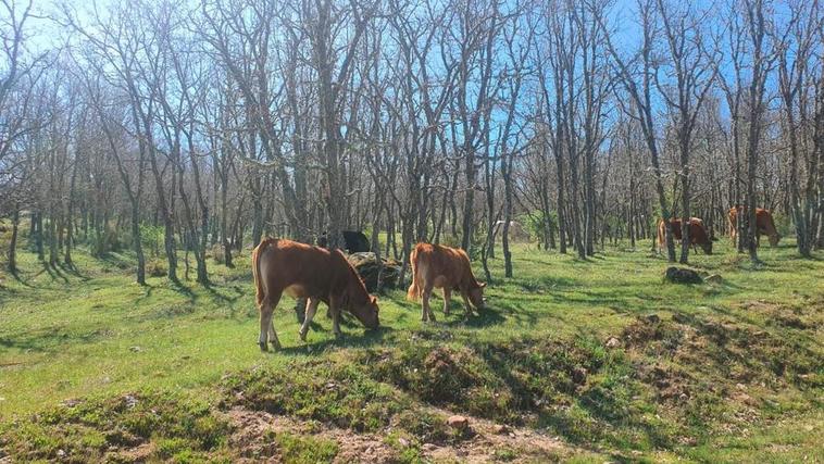 Imagen de vacas pastando cerca de la localidad de Monleón