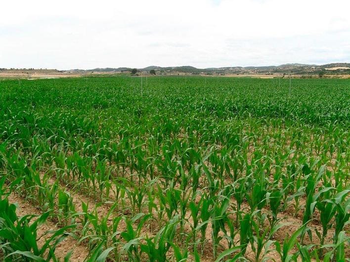 España buscará nuevos proveedores de maíz para sustituir el suministro de Ucrania