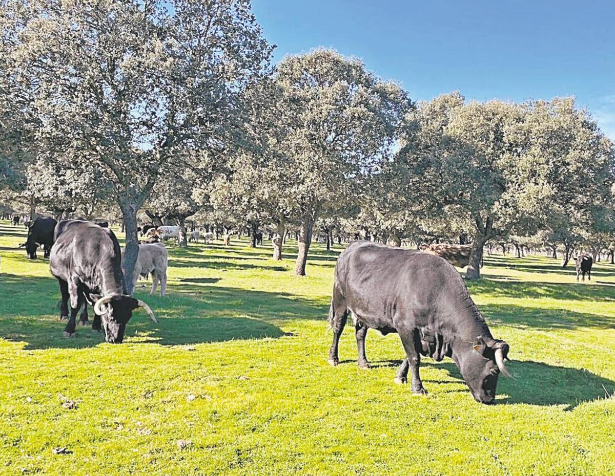 Explotación de ganado vacuno en la provincia.