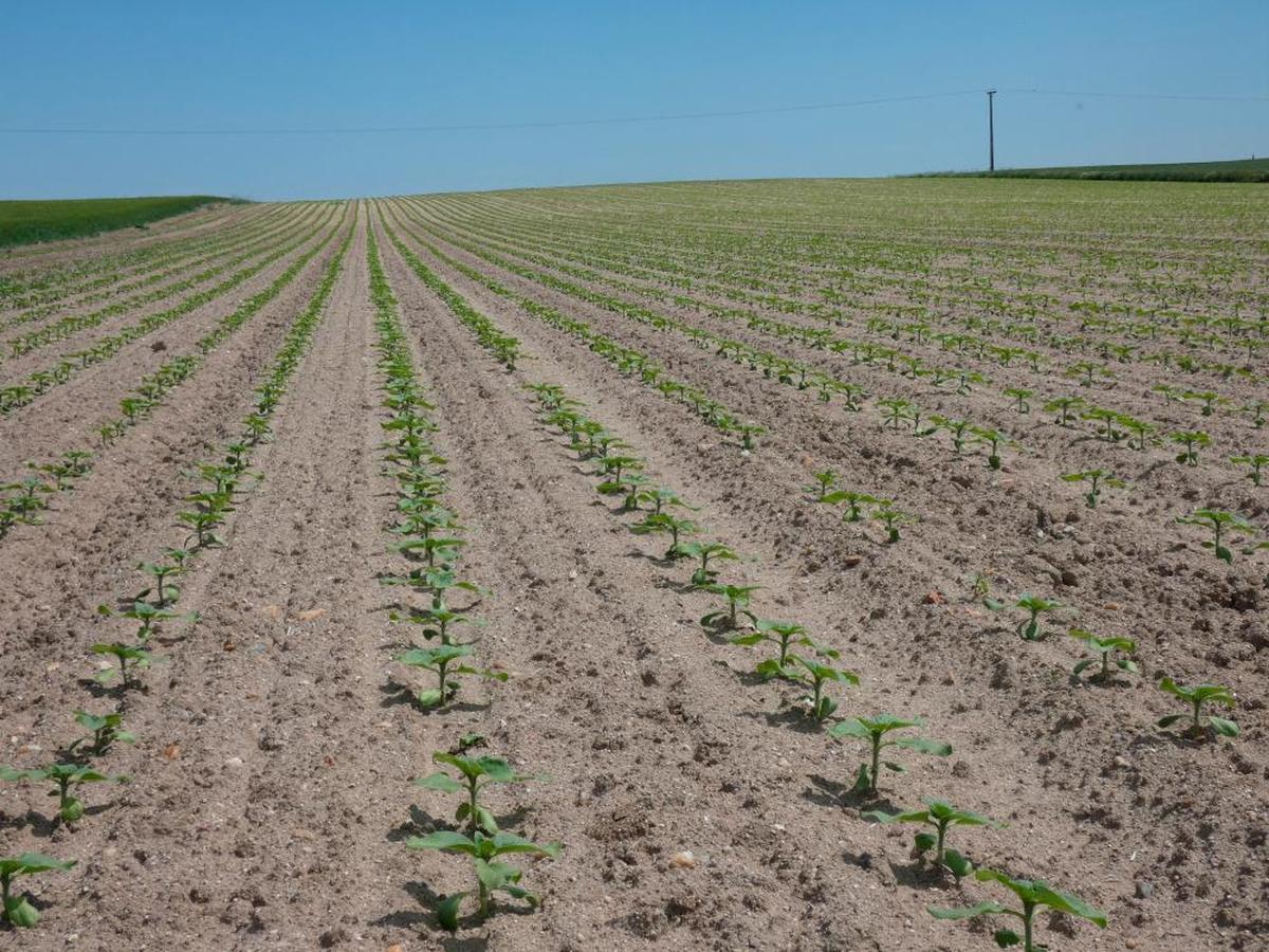 La superficie de oleaginosas ha aumentado un 50,6% en Castilla y León. En la imagen, girasol.