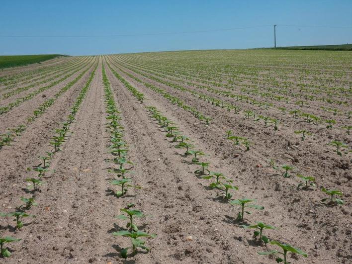 La superficie de oleaginosas ha aumentado un 50,6% en Castilla y León. En la imagen, girasol.