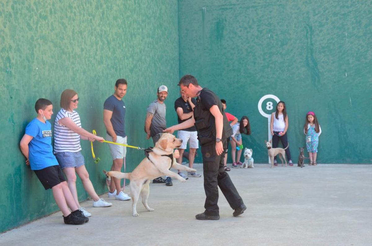 Primer pase de las prácticas de adiestramiento, este sábado en el pabellón multiusos de Ciudad Rodrigo