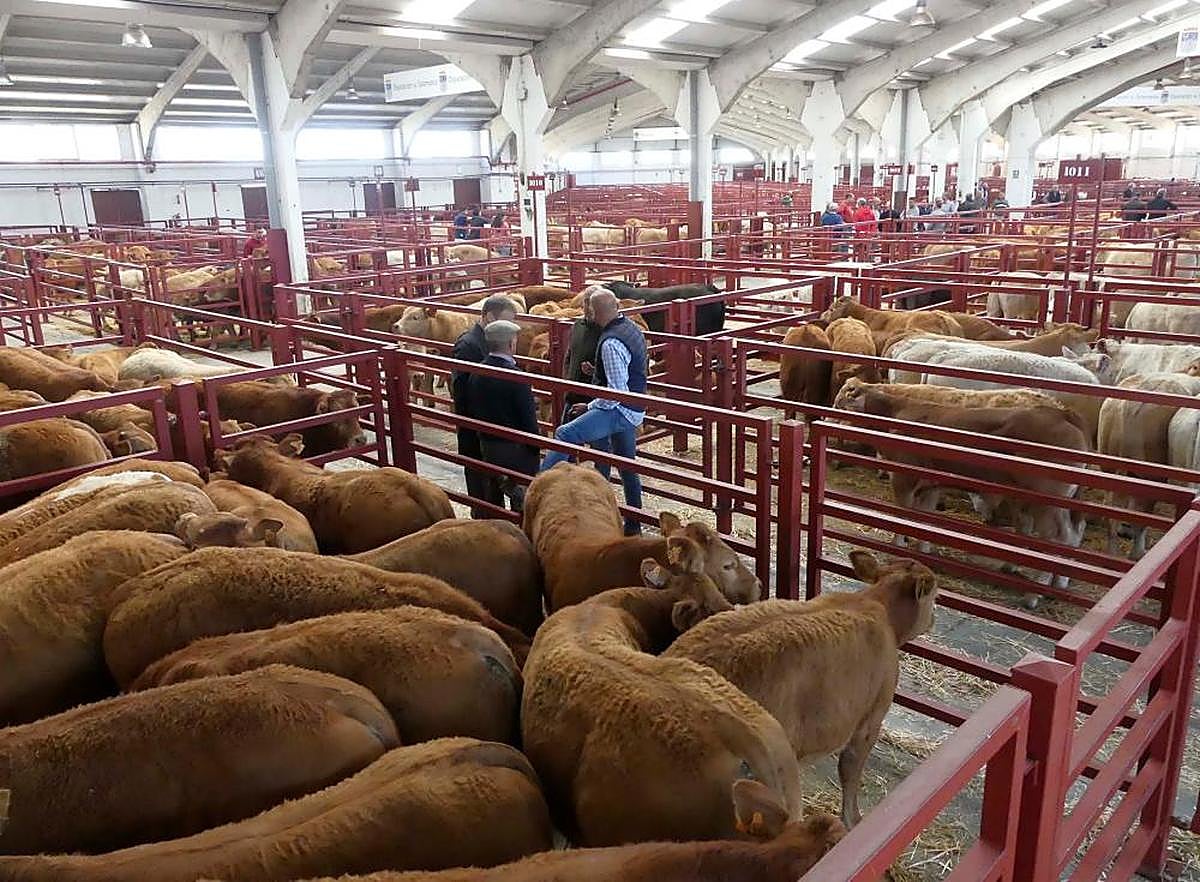 Ganado vacuno en el Mercado de Salamanca.