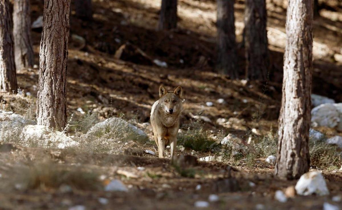 Un ejemplar de lobo, en la Sierra de la Culebra zamorana.