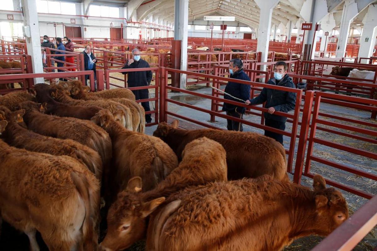 Reses en el mercado de Salamanca.