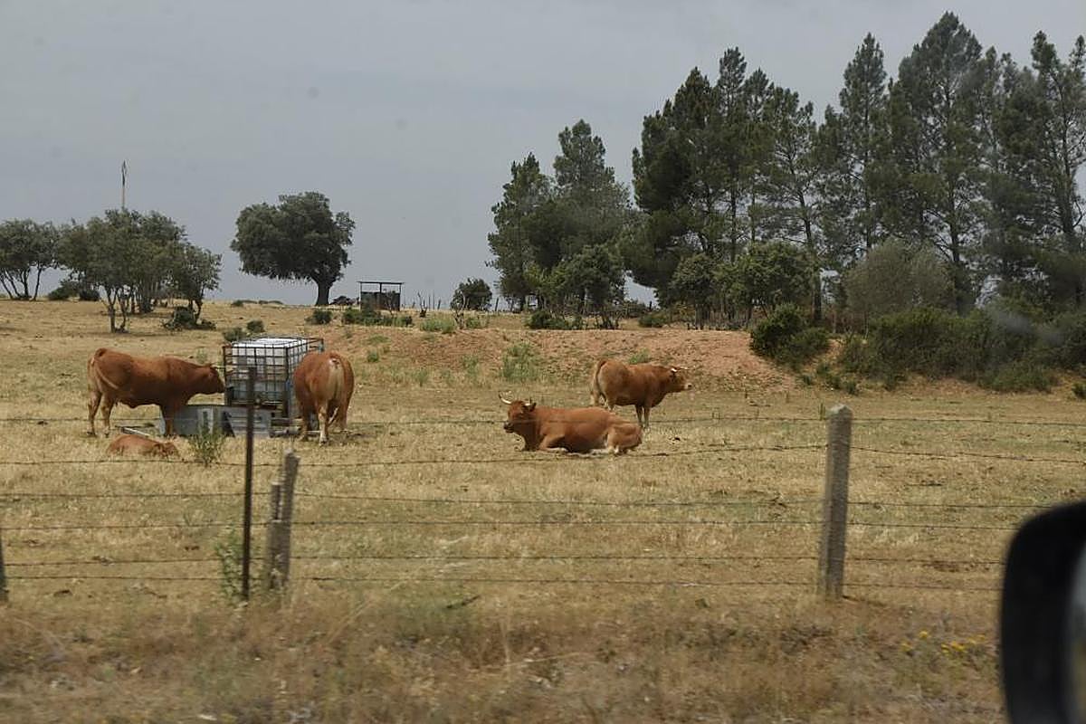 Cada día que pasa es más habitual ver cisternas en el campo para llevar agua al ganado