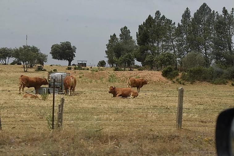 Cada día que pasa es más habitual ver cisternas en el campo para llevar agua al ganado