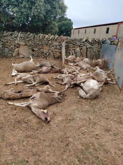 Ovejas de Jesús Gonzalo, en Sardón de los Frailes, a las que mató el lobo el pasado 5 de junio.